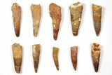 Lot: to Bargain Spinosaurus Teeth - Pieces #133379-1